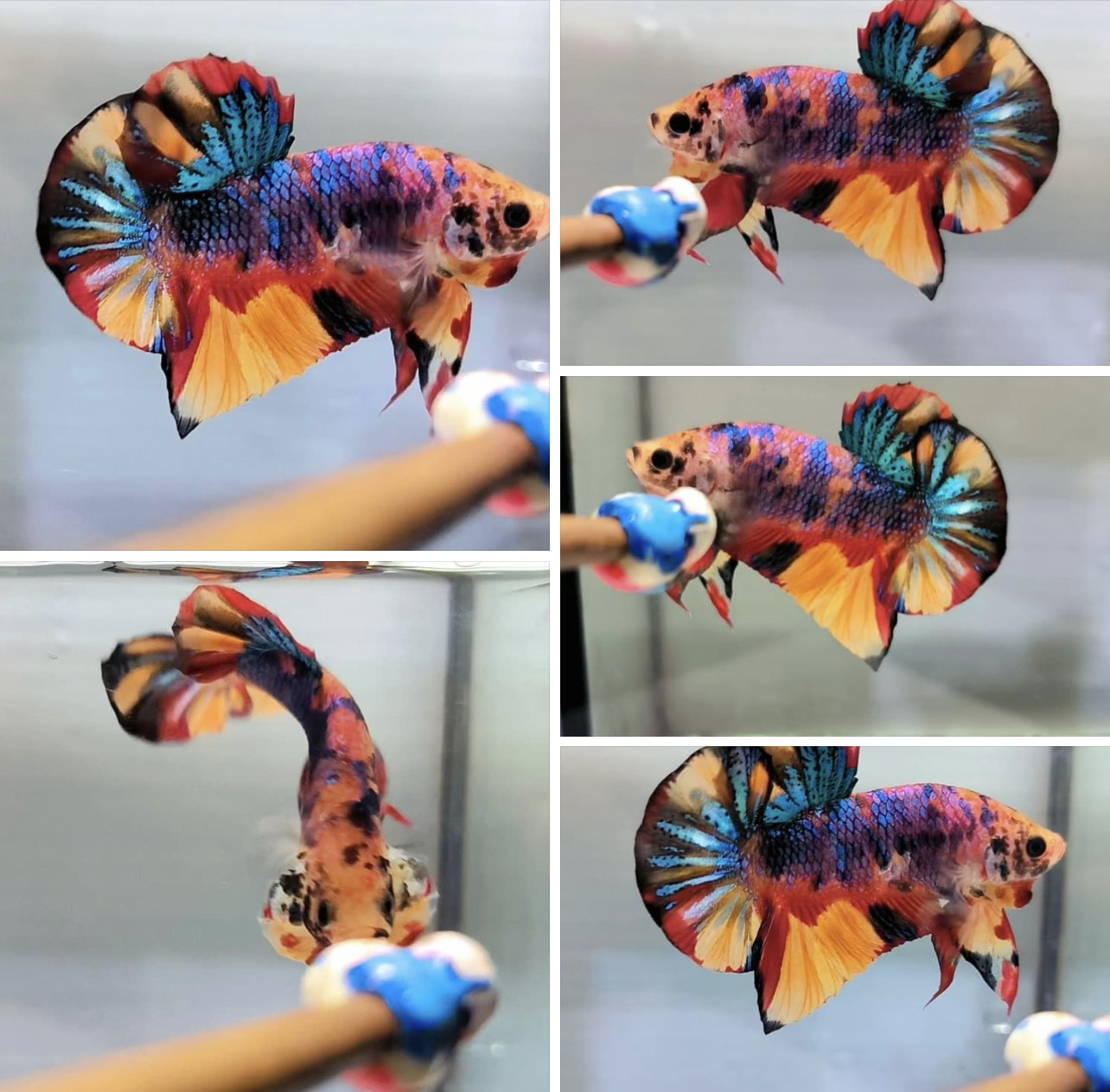 betta922