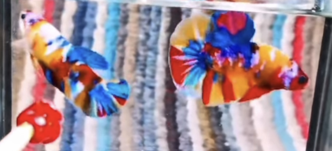 betta923