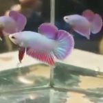 betta924