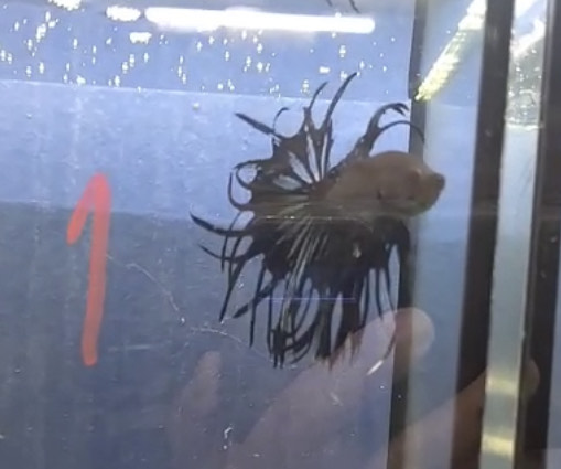 betta925