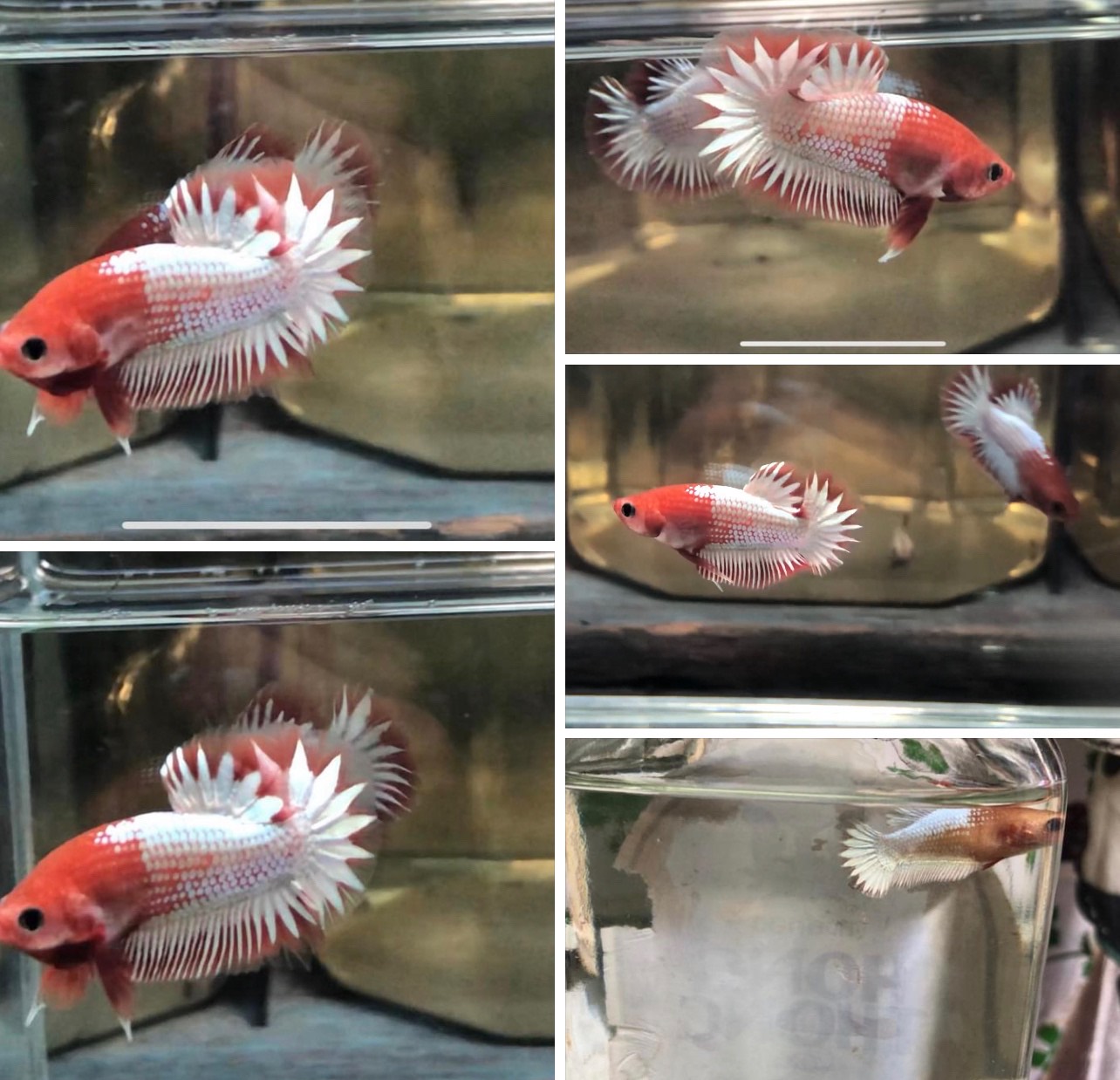 betta935