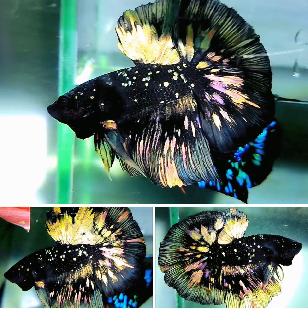 betta942