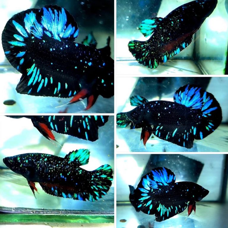 betta943