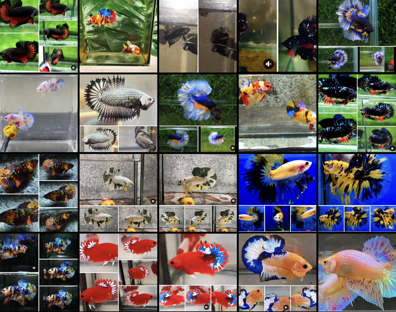 betta927