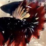 betta929