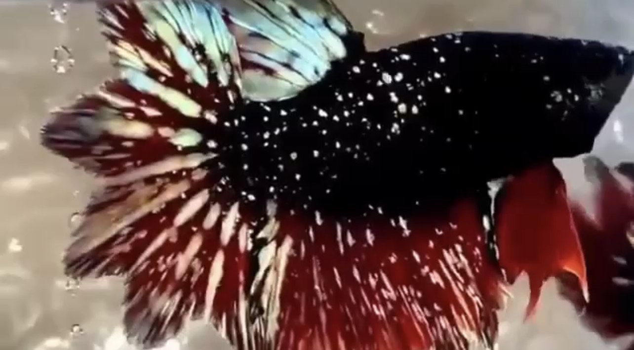 betta930