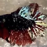 betta930