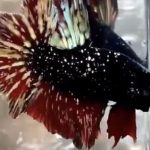 betta930