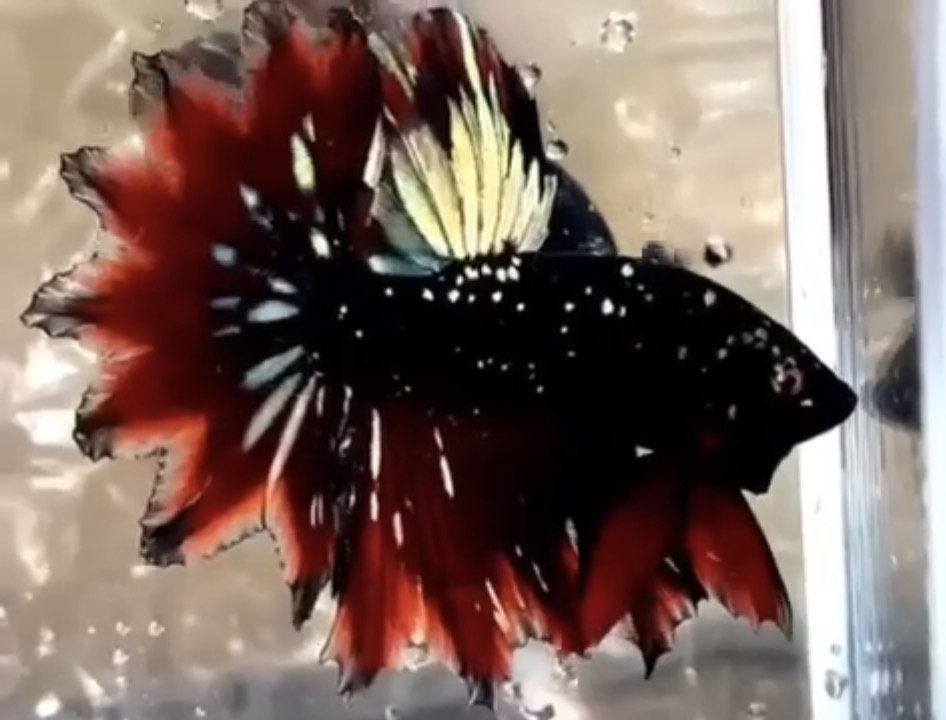 betta929