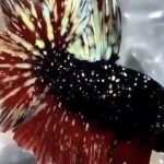 betta930