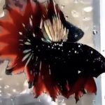 betta929