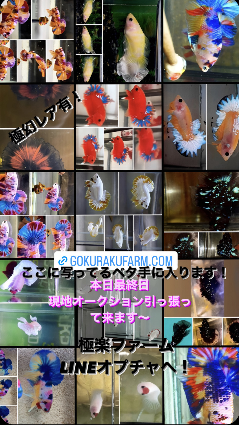 betta931