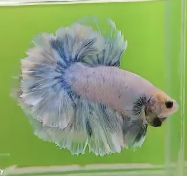 betta932