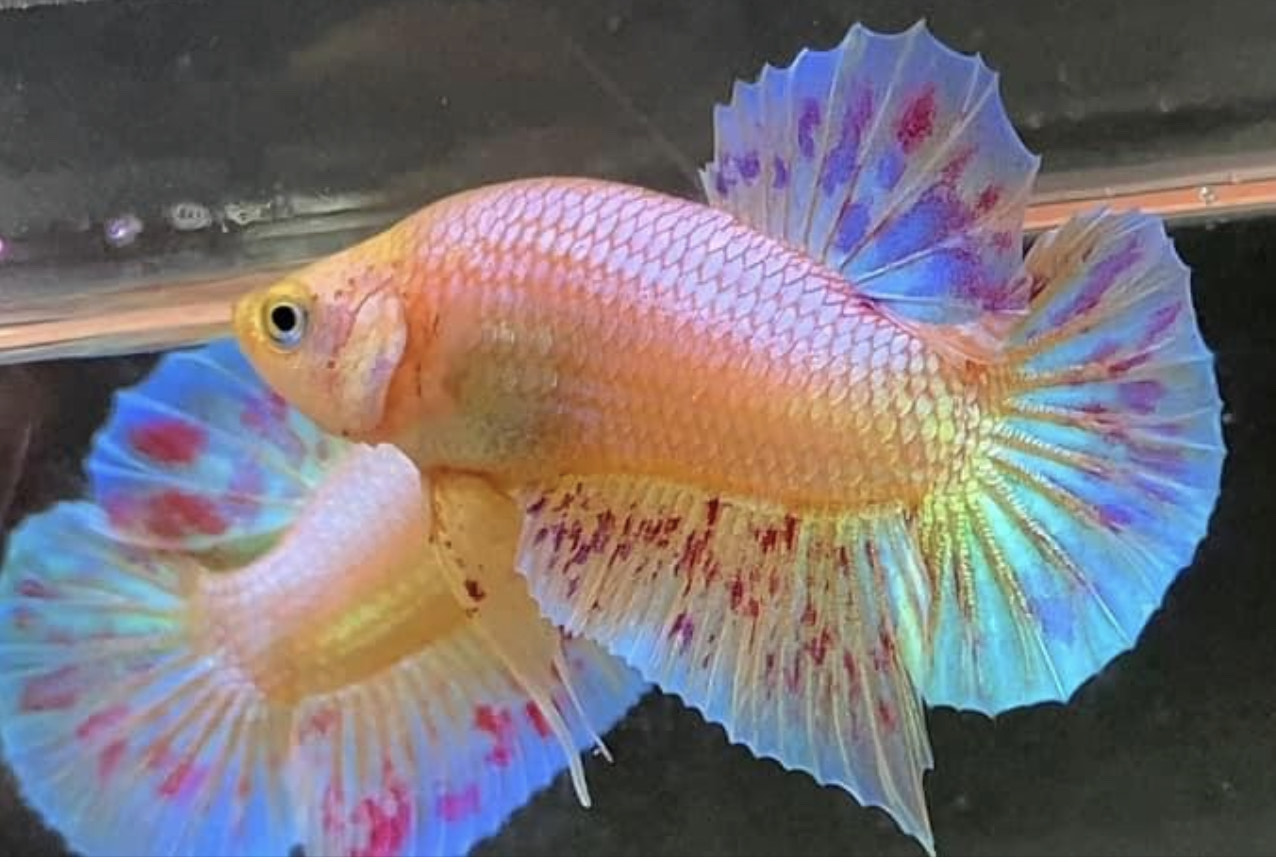 betta933