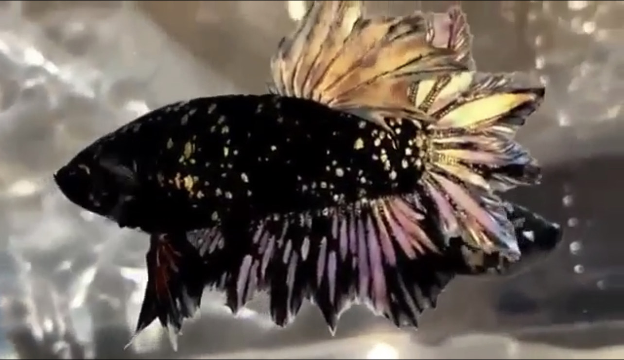 betta934