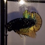 betta933