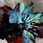 betta933