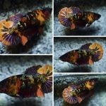 betta934