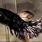 betta933