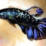 betta942