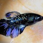 betta942