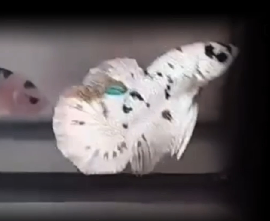 betta946