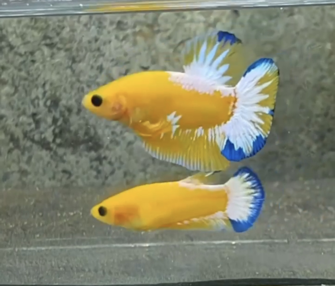 betta945