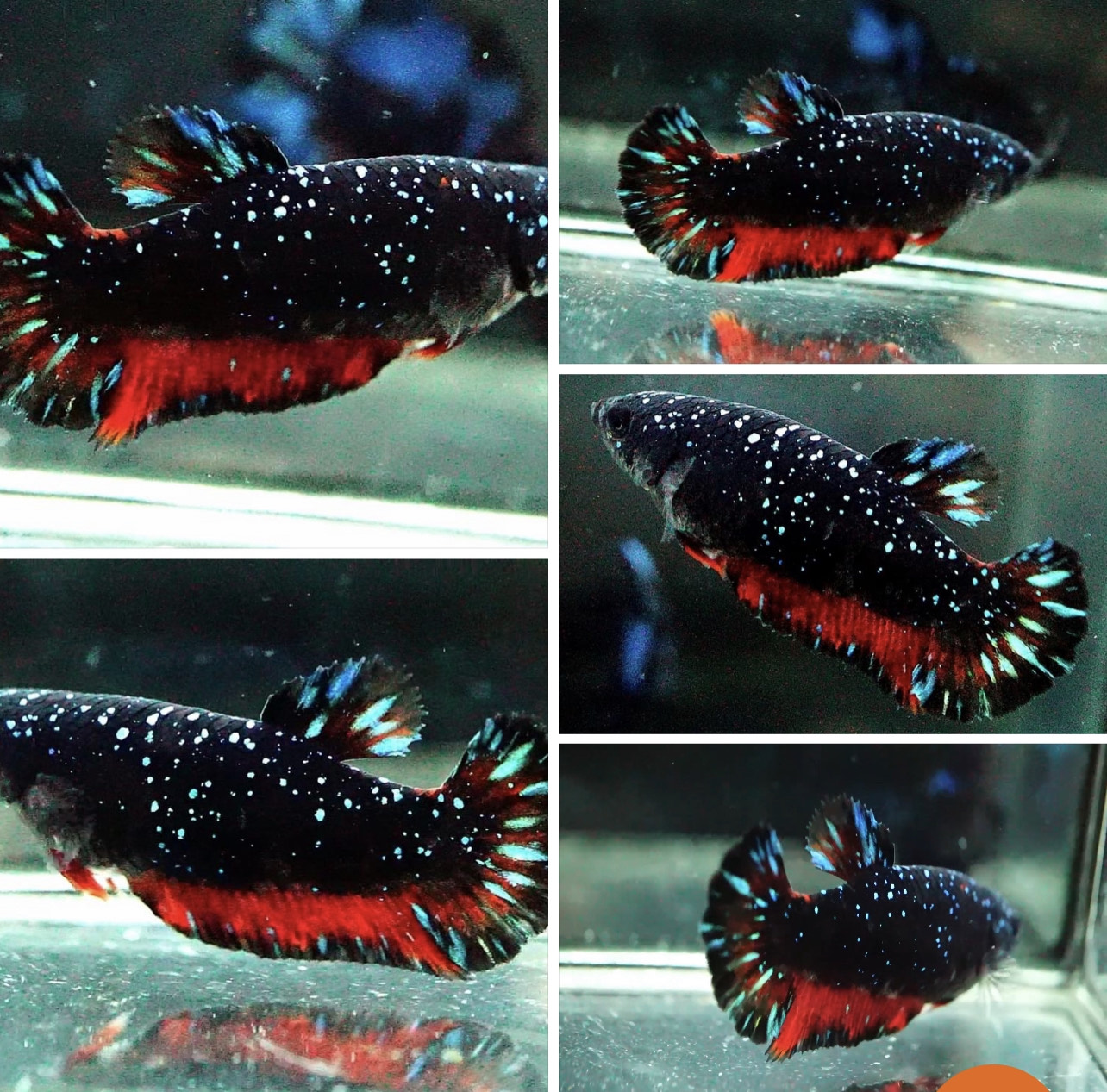 betta947