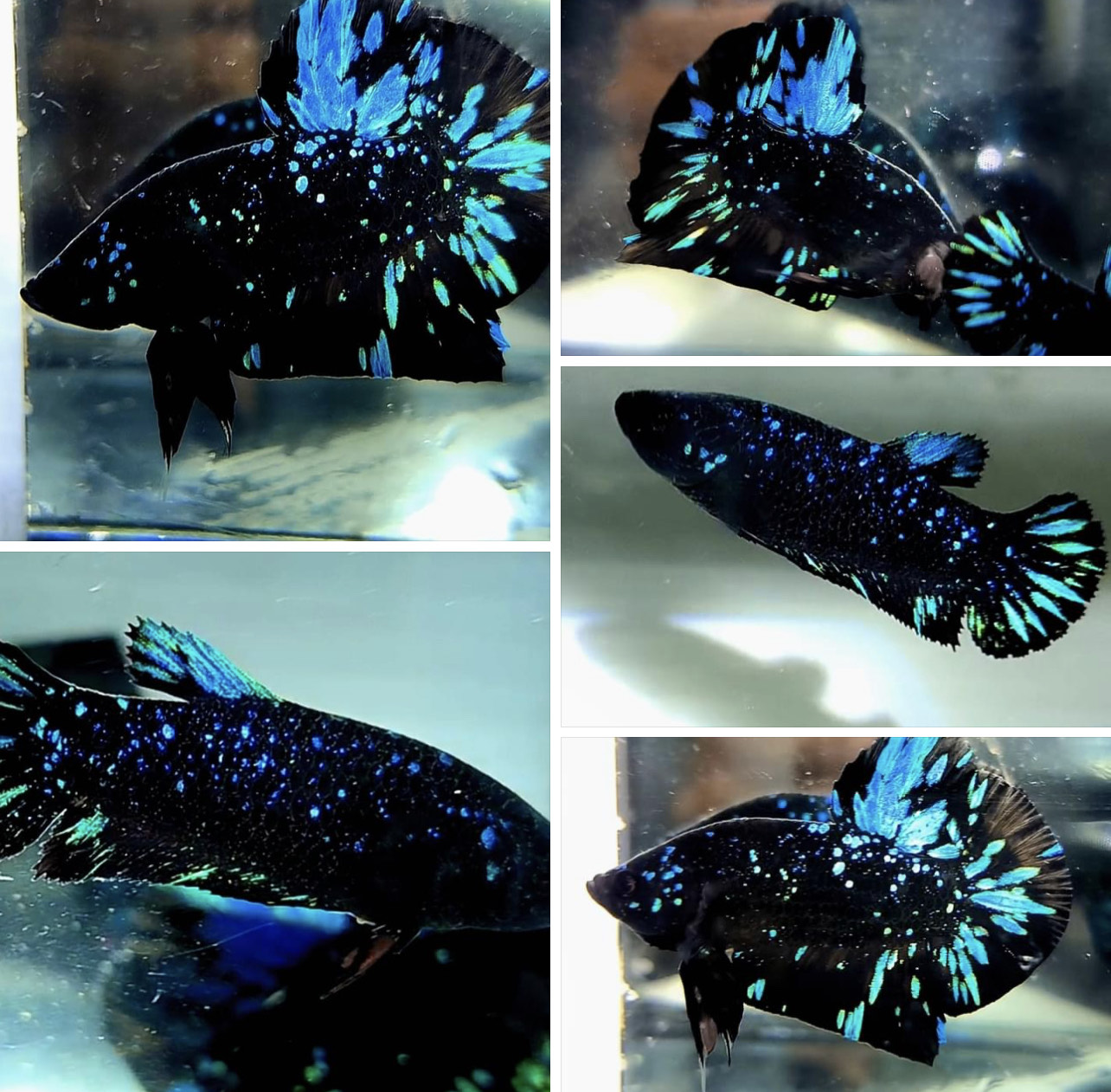 betta944
