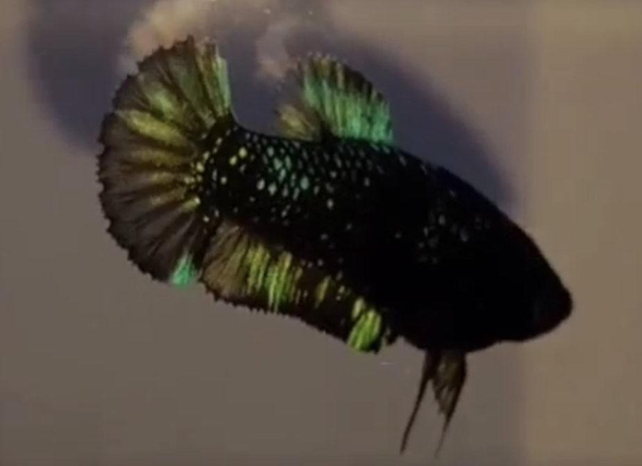 betta948