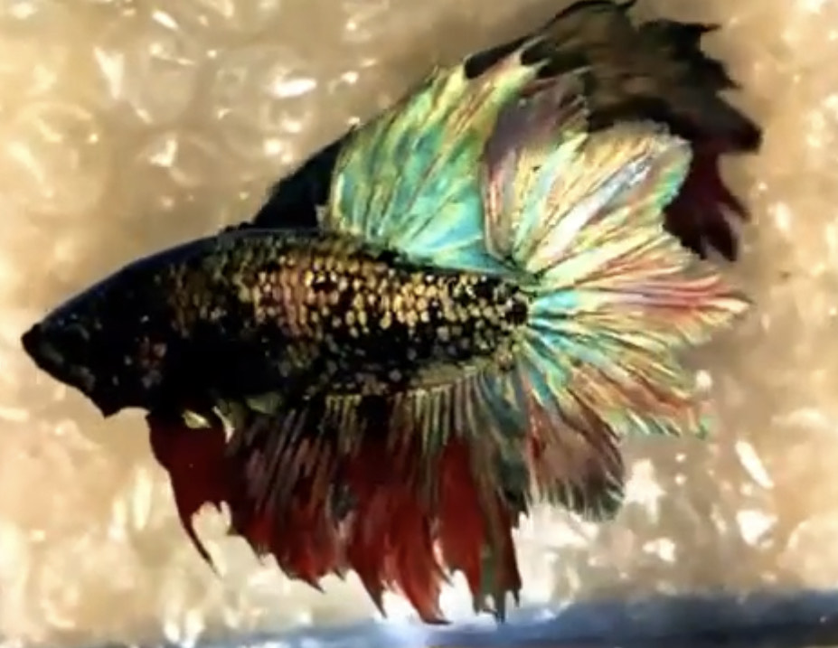 betta950