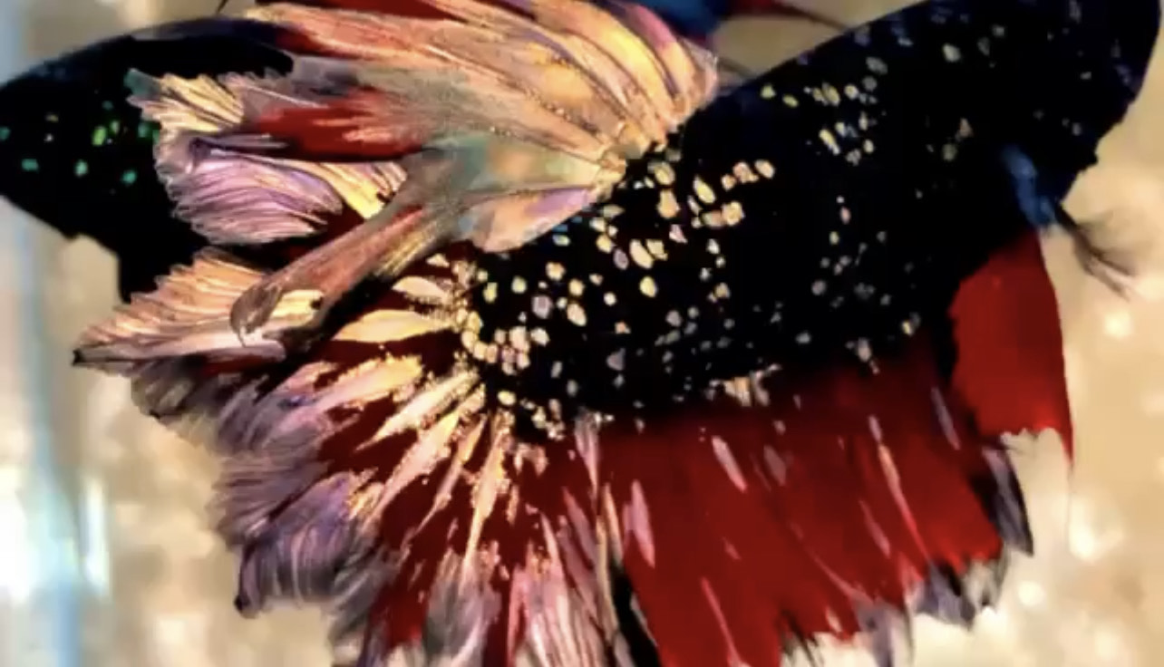 betta949