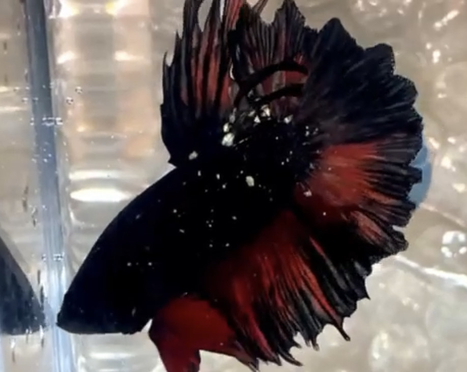 betta951