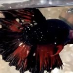 betta951