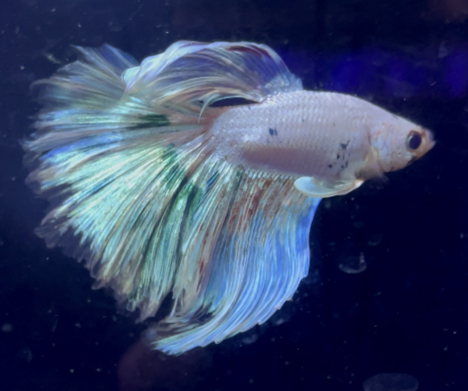 betta953