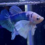 betta954