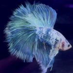 betta958