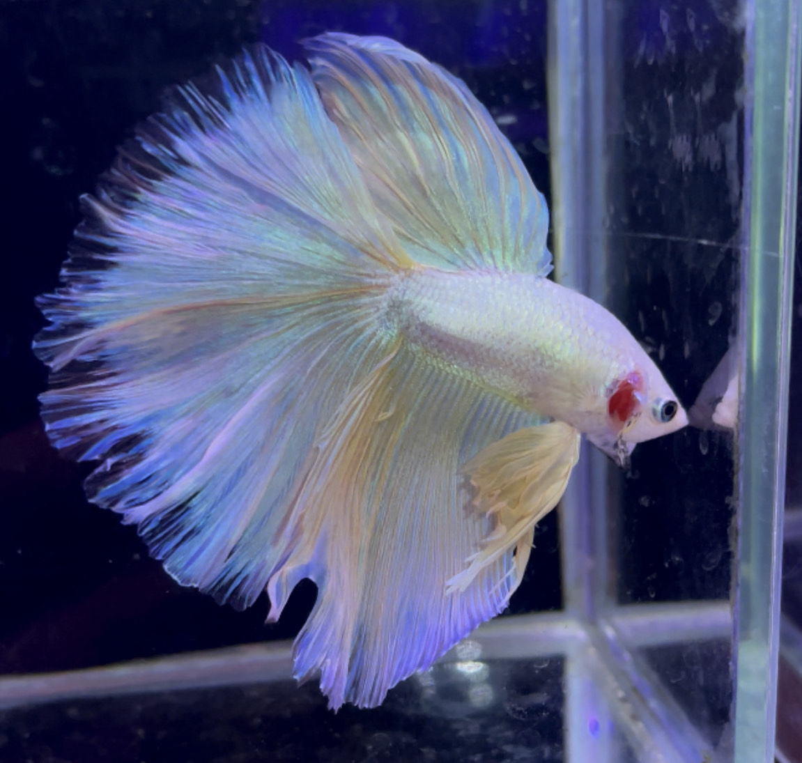 betta952