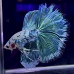 betta958