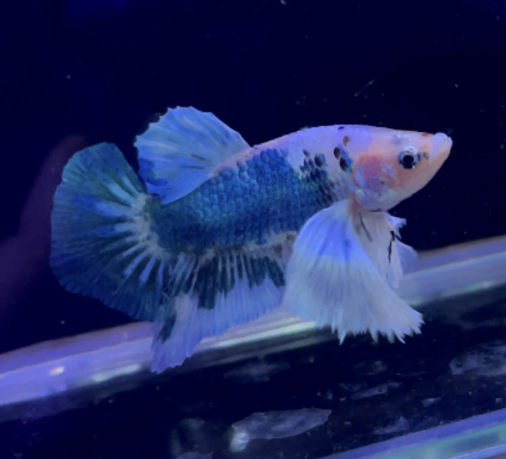 betta954