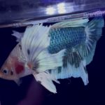 betta954