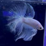 betta955