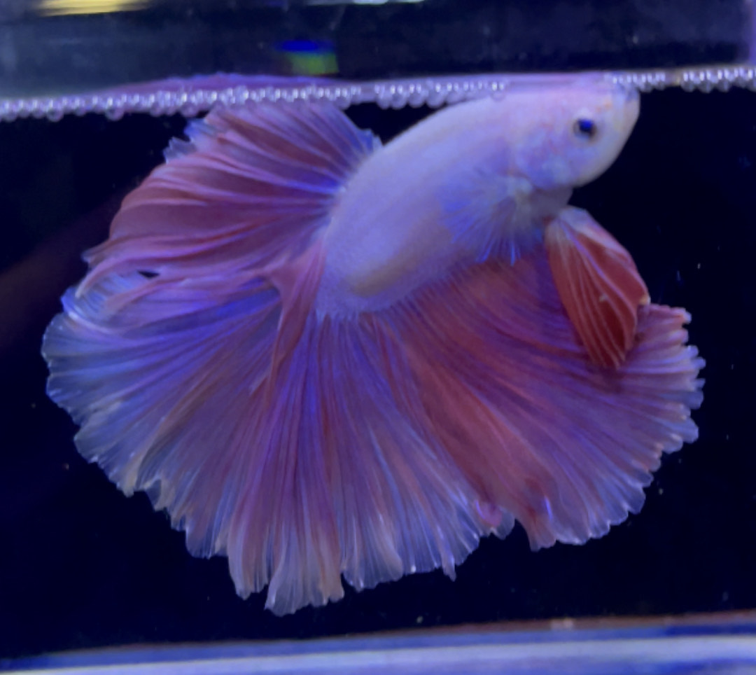 betta960