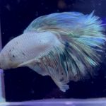 betta953