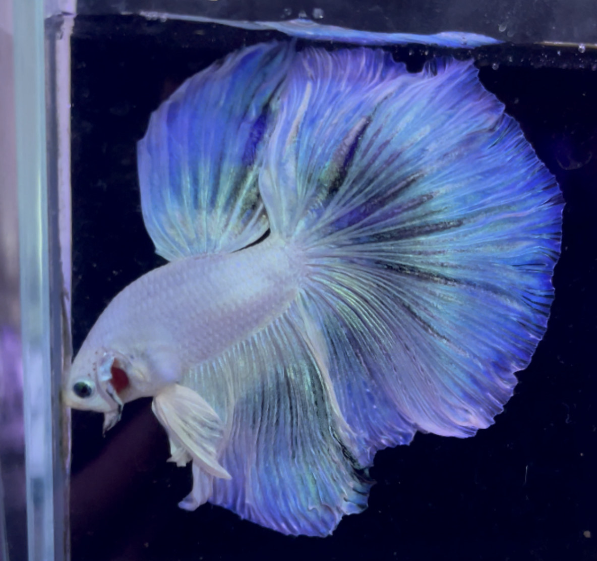 betta957