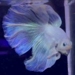 betta957