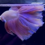 betta960