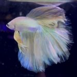 betta952