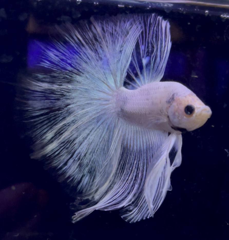 betta955