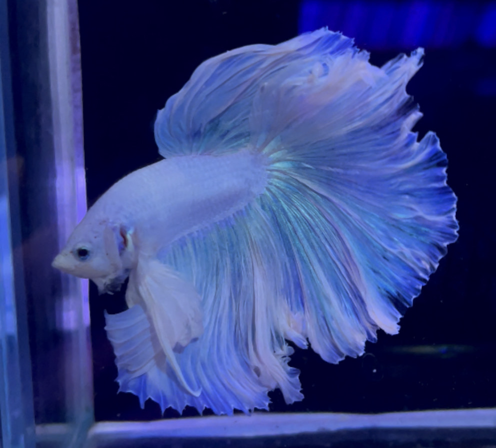 betta959